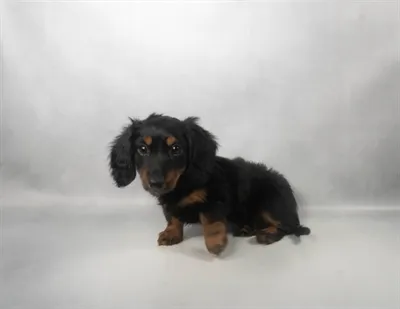 Female Dachshund puppy for sale at San Jose Blvd.