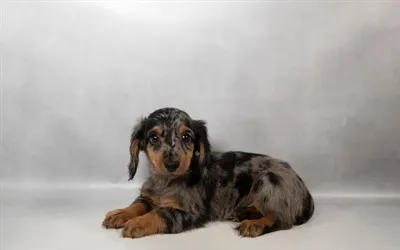 Male Dachshund puppy named Ash for sale at Beach Blvd.