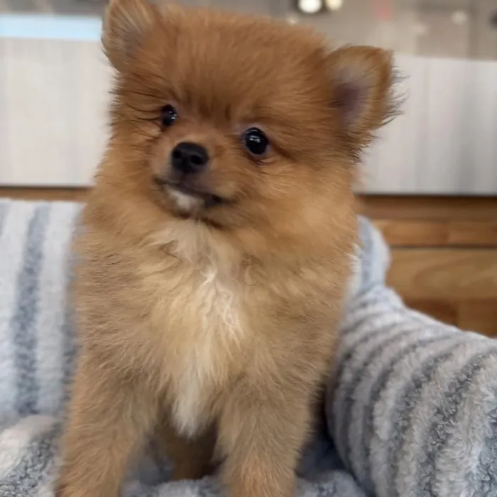 Male Pomeranian puppy named Waffles for sale at Beach Blvd.