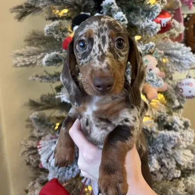 Male Mini Dachshund Puppy for Sale in Jacksonville, FL