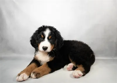 Male Bernese Mountain Dog puppy named Pongo for sale at Beach Blvd.