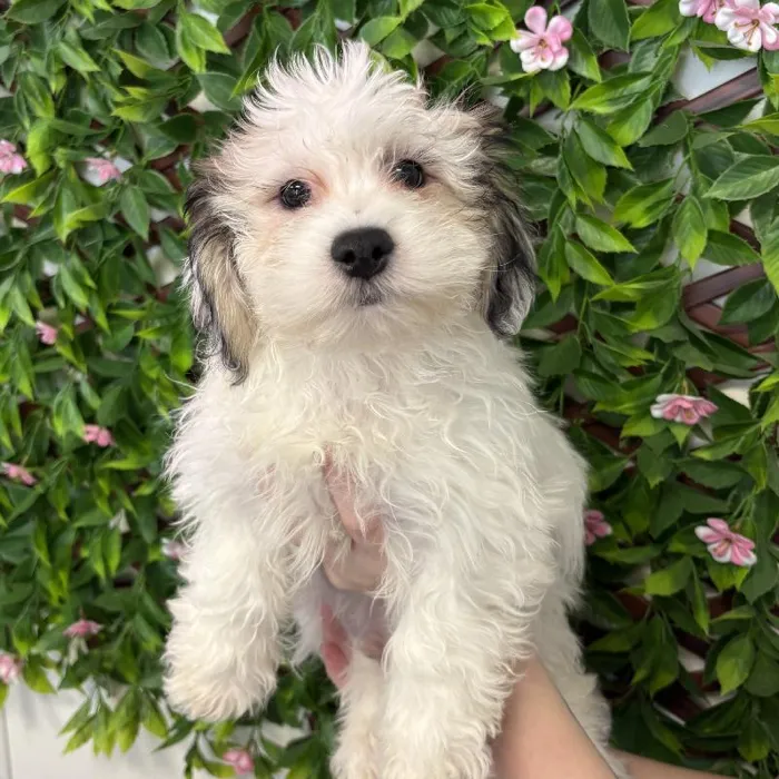 Male Teddy Bear Puppy for Sale in Jacksonville, FL