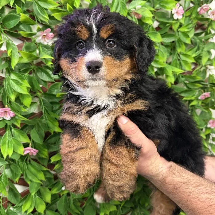 Female Hybrid Puppy for Sale in Jacksonville, FL