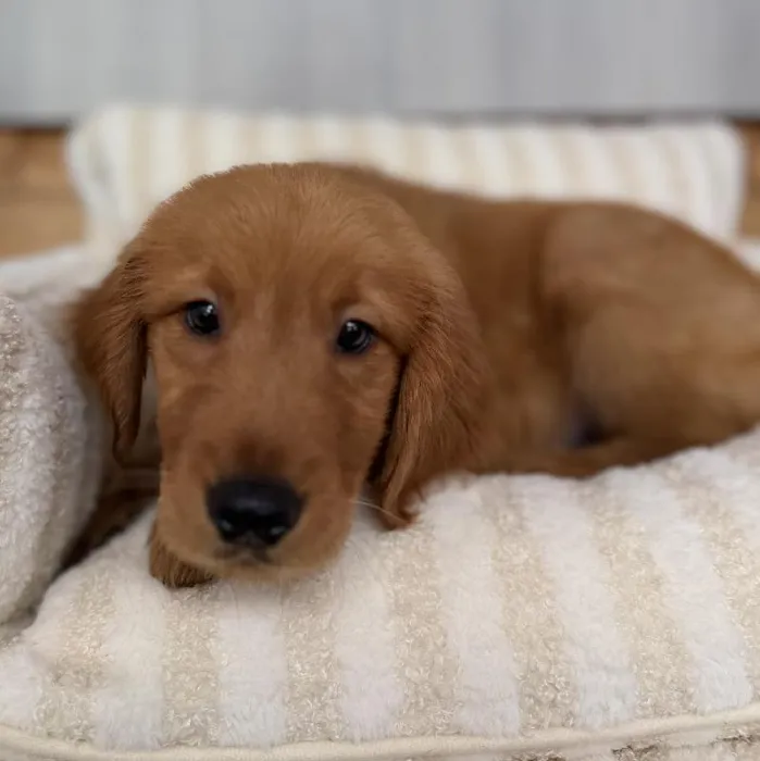 Male Golden Retriever puppy named Leo for sale at Beach Blvd.