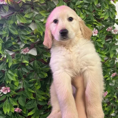 Female Golden Retriever Puppy for Sale in Jacksonville, FL