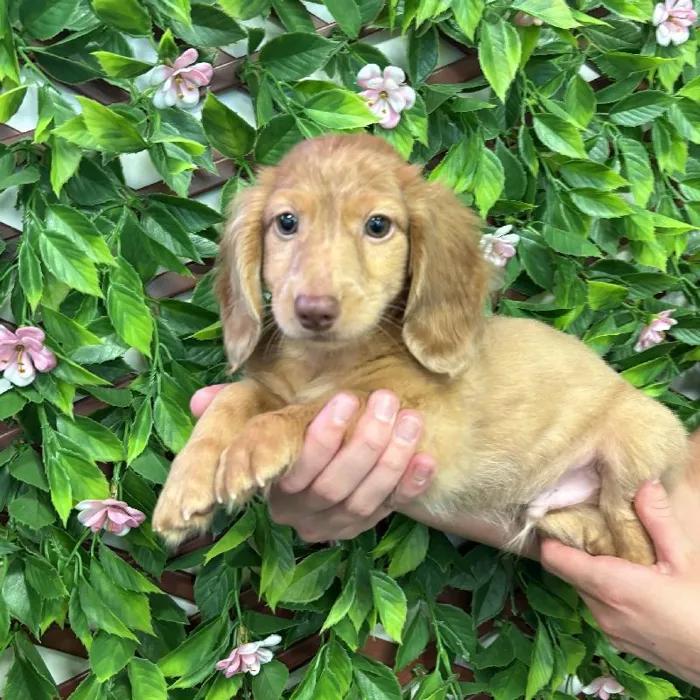Male Mini Dachshund puppy named Crew for sale at San Jose Blvd.