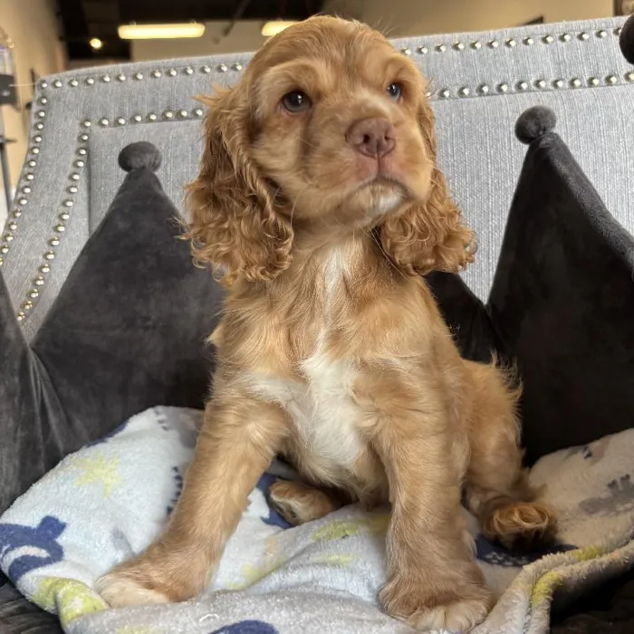 Male Cocker Spaniel Puppy for Sale in Jacksonville, FL