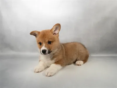 Male Pembroke Welsh Corgi puppy for sale at San Jose Blvd.