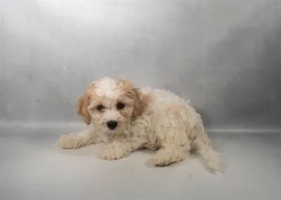 Male Cavachon puppy for sale at San Jose Blvd.