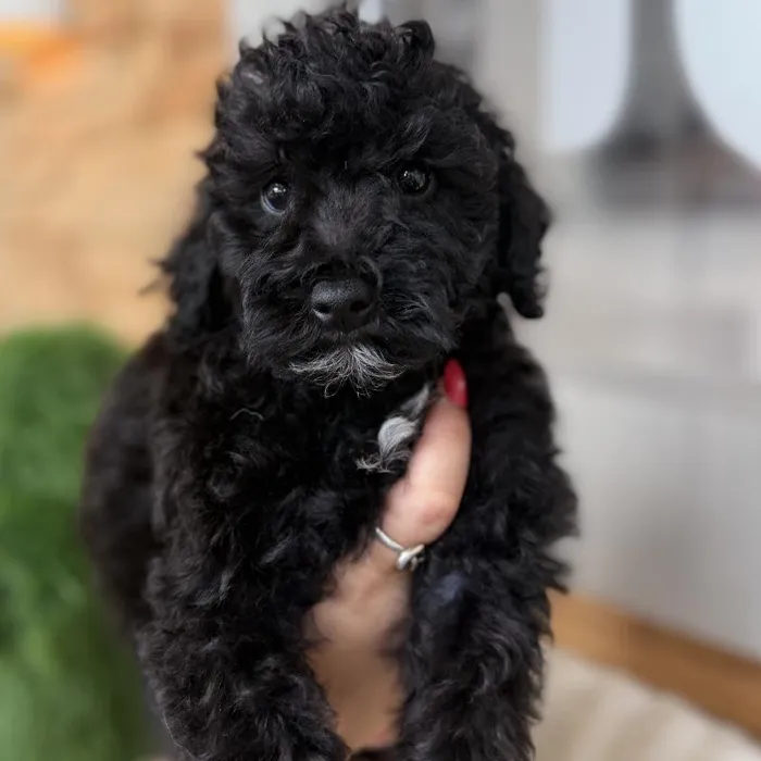 Male Mini Poodle puppy named Clyde for sale at Beach Blvd.