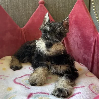 Female Mini Schnauzer Puppy for Sale in Jacksonville, FL