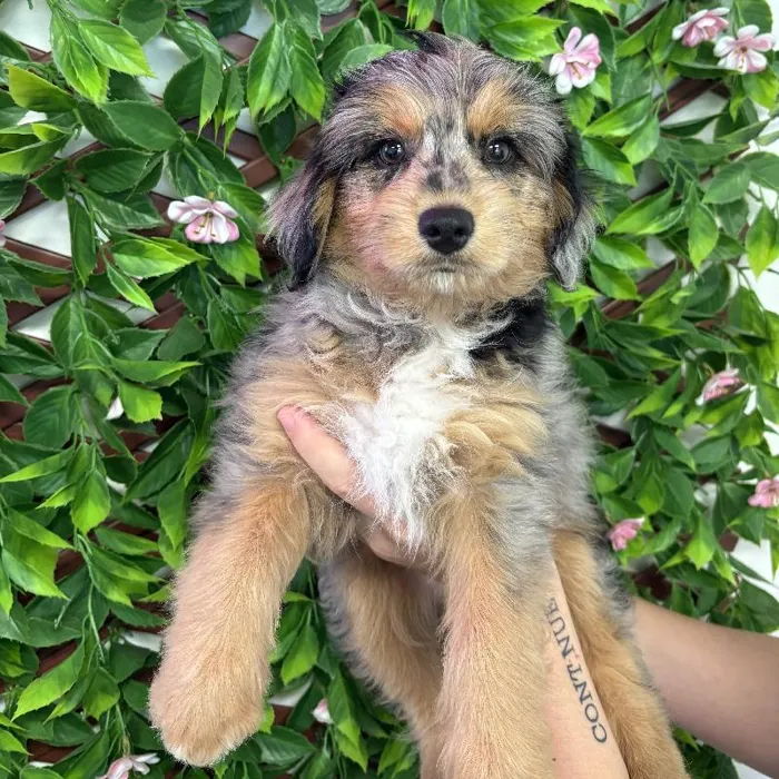 Male Mini Aussiedoodle Puppy for Sale in Jacksonville, FL