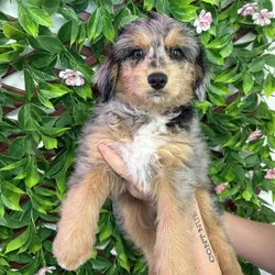 Male Mini Aussiedoodle puppy named Ryder for sale at San Jose Blvd.