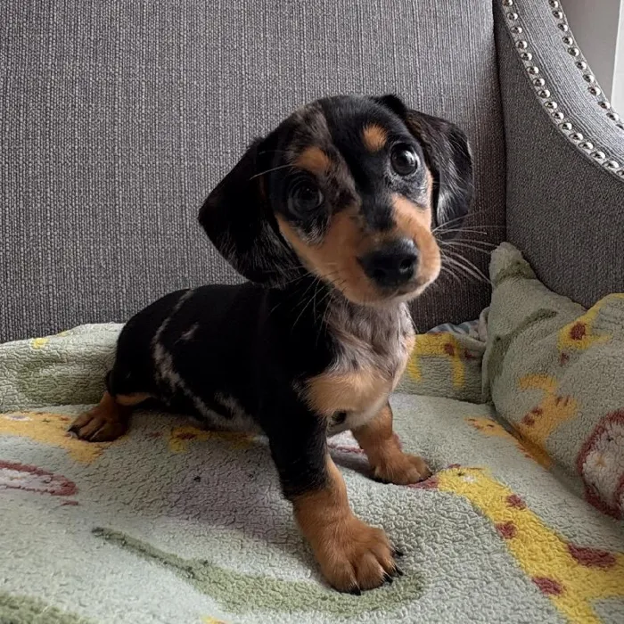 Female Mini Dachshund Puppy for Sale in Jacksonville, FL