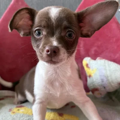 Female Chihuahua Puppy for Sale in Jacksonville, FL