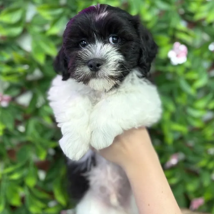 Male Teddy Bear puppy named Panda for sale at San Jose Blvd.