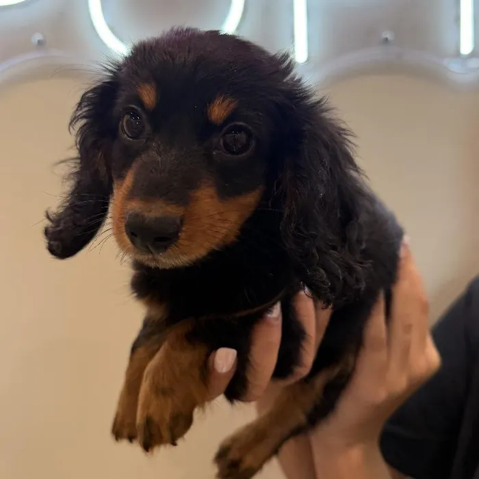 Female Mini Dachshund puppy named Gigi for sale at Beach Blvd.
