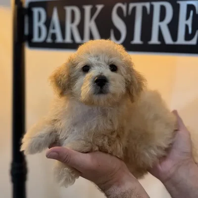 Male Bichapoo puppy named Brûleé for sale at Beach Blvd.
