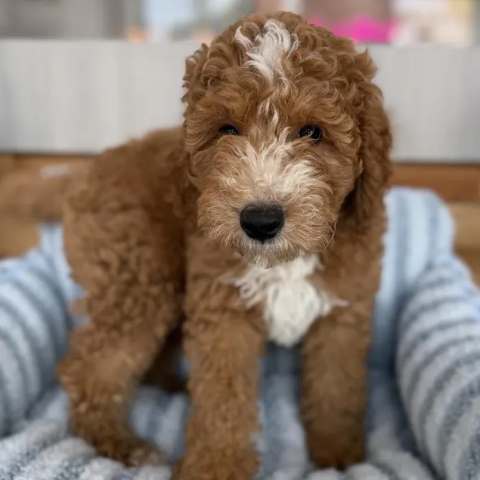 Male Mini Goldendoodle puppy named River for sale at Beach Blvd.