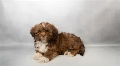 Female Lhasa Apso puppy for sale at San Jose Blvd.