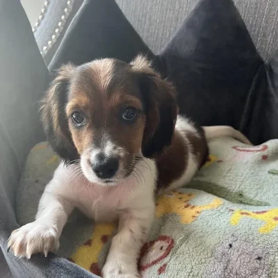 Male Dachshund Puppy for Sale in Jacksonville, FL