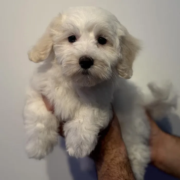 Female Malti-Chon puppy named Pearl for sale at Beach Blvd.