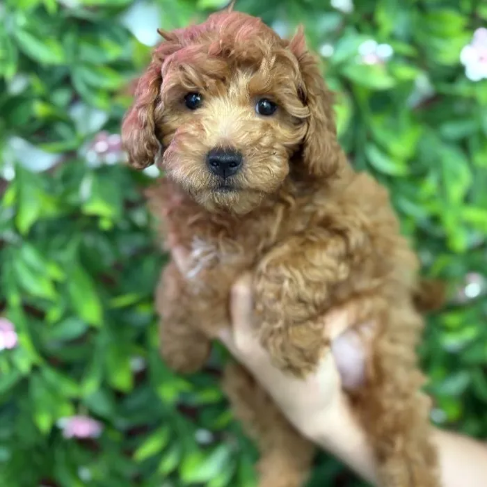 Male Mini Goldendoodle puppy named Benji for sale at San Jose Blvd.