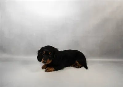 Female Mini Dachshund puppy named Gigi for sale at Beach Blvd.