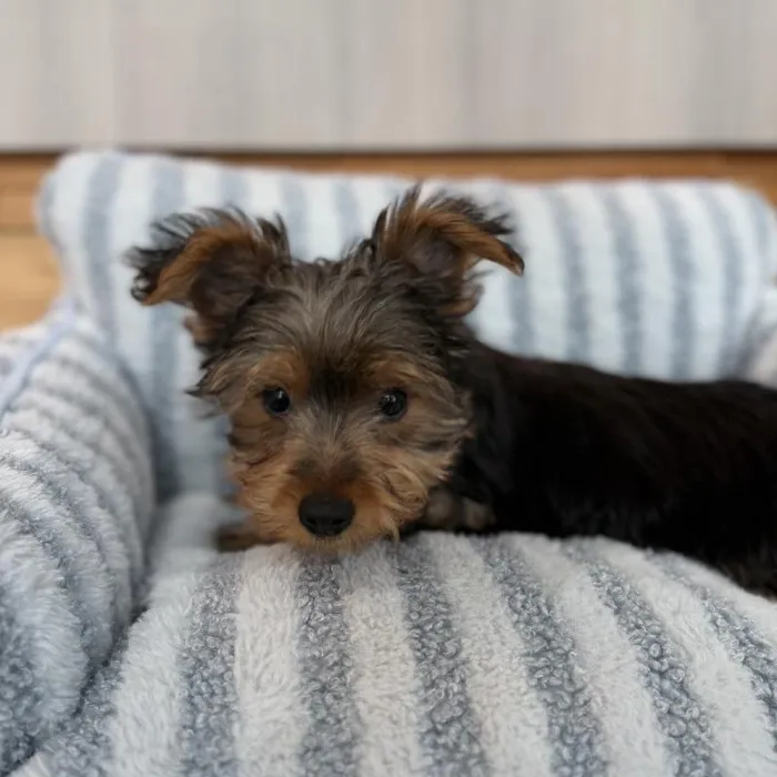 Female Yorkie puppy named Sugar for sale at Beach Blvd.
