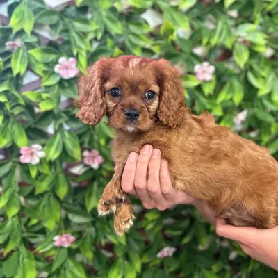 Male Cavalier King Charles Spaniel Puppy for Sale in Jacksonville, FL