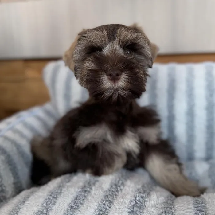 Female Mini Schnauzer puppy named Coco for sale at Beach Blvd.
