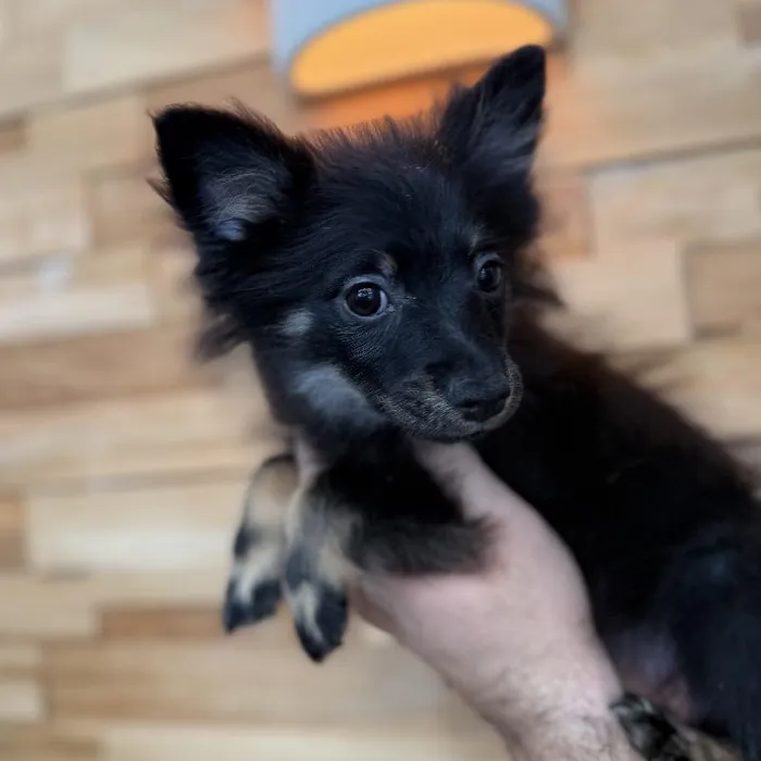 Female Pomeranian puppy named Brandy for sale at Beach Blvd.