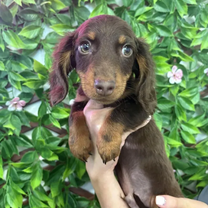 Male Mini Dachshund Puppy for Sale in Jacksonville, FL