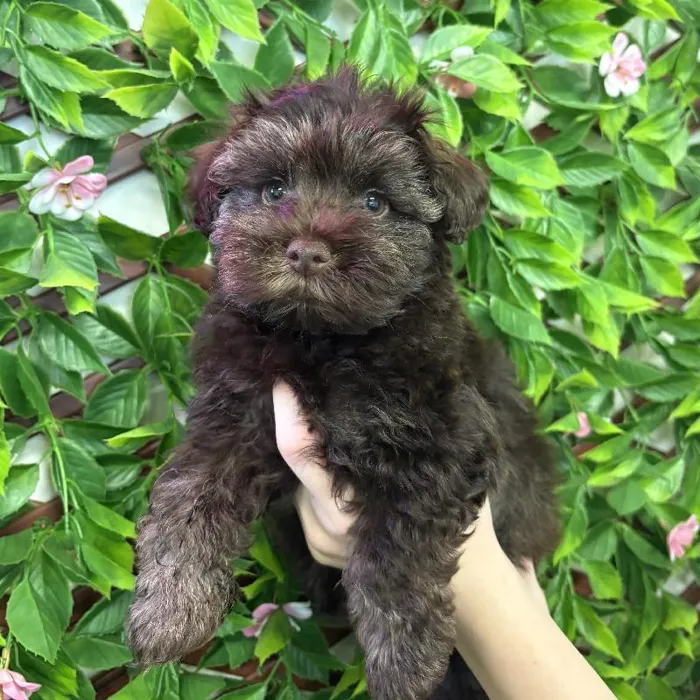 Male Schnoodle Puppy for Sale in Jacksonville, FL