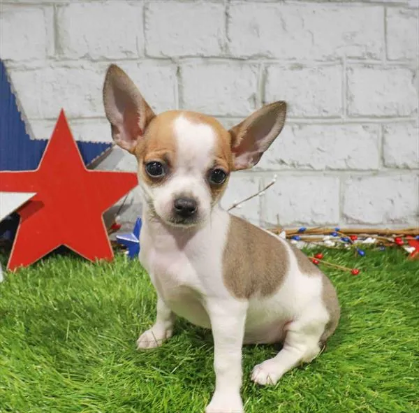 Male Chihuahua puppy for sale at San Jose Blvd.