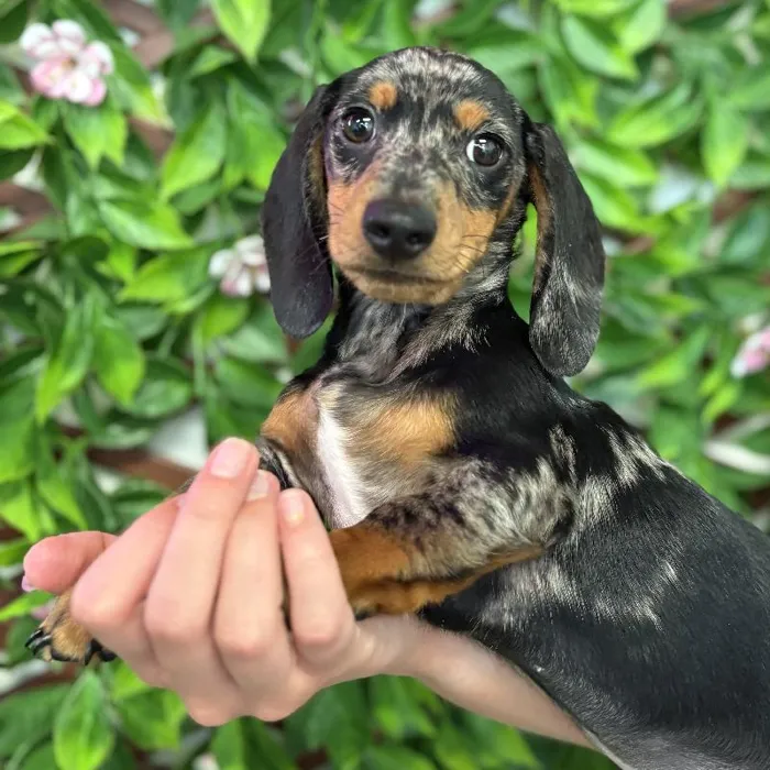 Male Mini Dachshund puppy named Arlo for sale at San Jose Blvd.