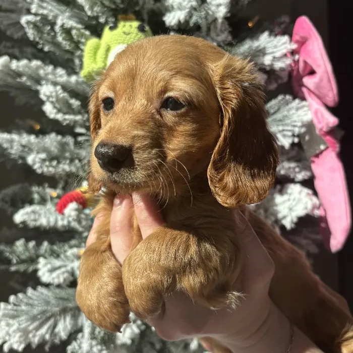 Male Mini Dachshund Puppy for Sale in Jacksonville, FL