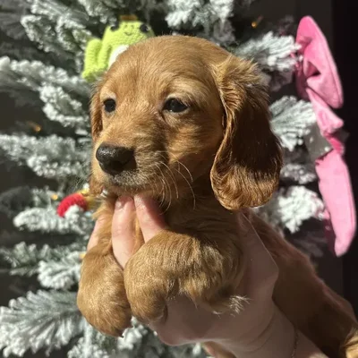 Male Mini Dachshund Puppy for Sale in Jacksonville, FL