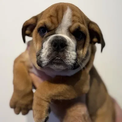 Male English Bulldog puppy named Diesel for sale at Beach Blvd.