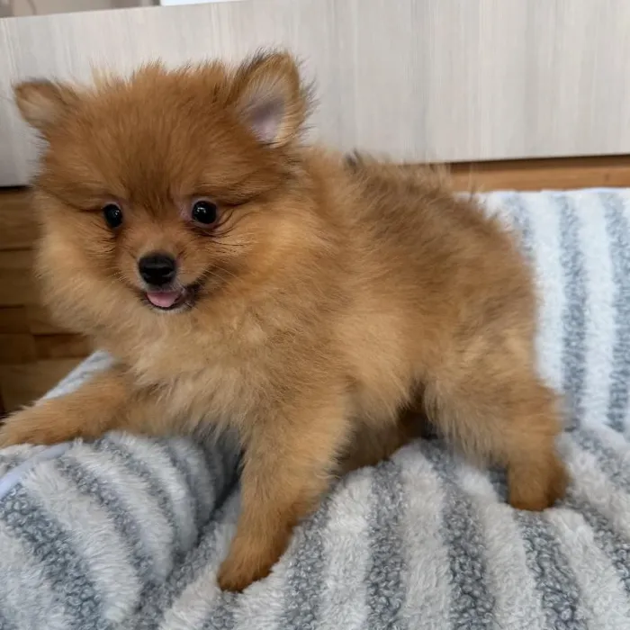 Male Pomeranian puppy named Waffles for sale at Beach Blvd.