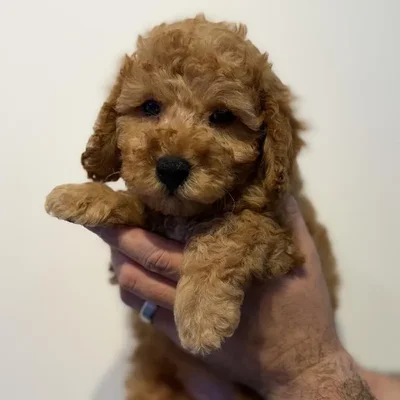 Male Bichapoo puppy named Cider for sale at Beach Blvd.