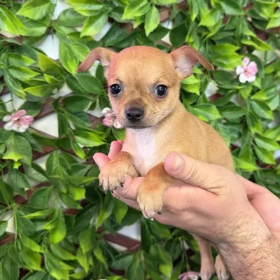 Male Chihuahua Puppy for Sale in Jacksonville, FL