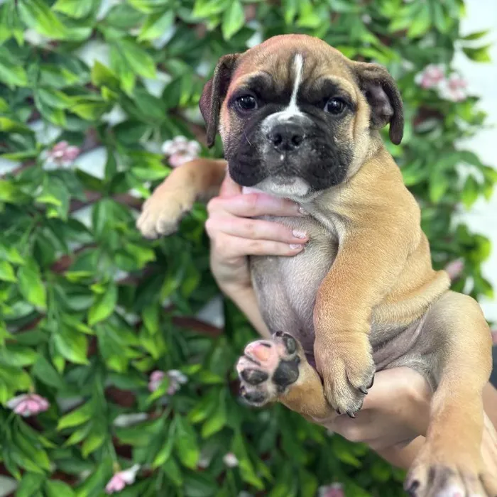 Male English Bulldog Puppy for Sale in Jacksonville, FL
