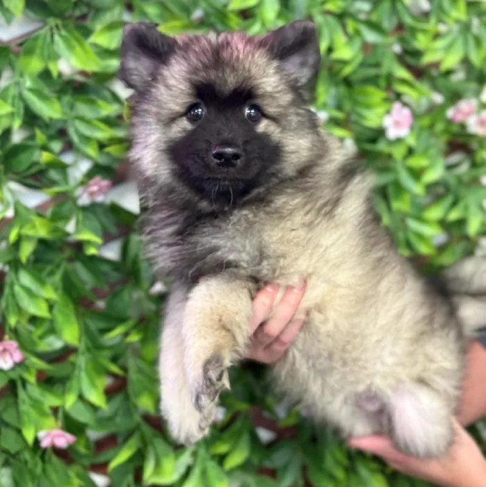 Male Keeshond puppy named Thor for sale at San Jose Blvd.