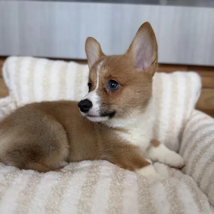 Male Pembroke Welsh Corgi puppy named Oliver for sale at Beach Blvd.