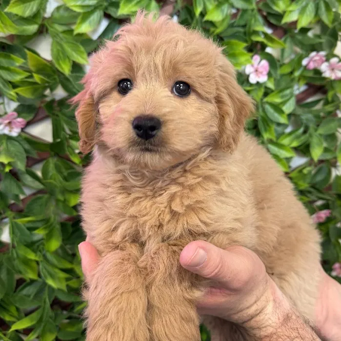 Female Mini Goldendoodle Puppy for Sale in Jacksonville, FL