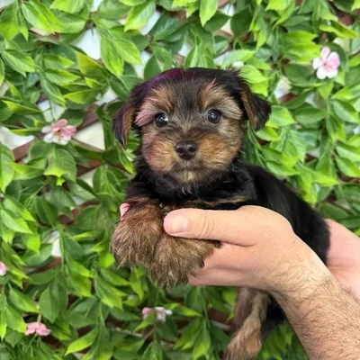 Male Yorkie Puppy for Sale in Jacksonville, FL