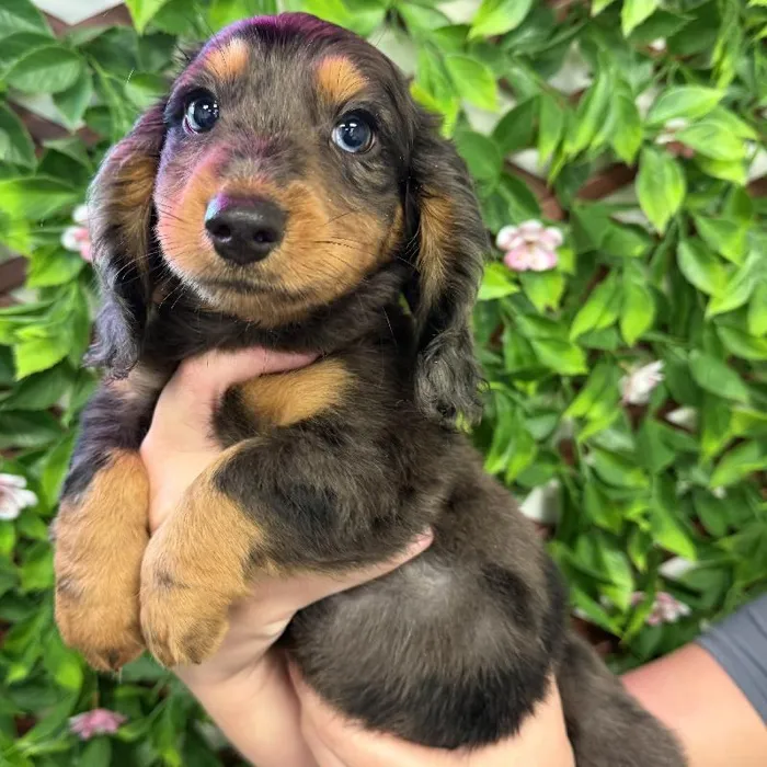Male Dachshund Puppy for Sale in Jacksonville, FL