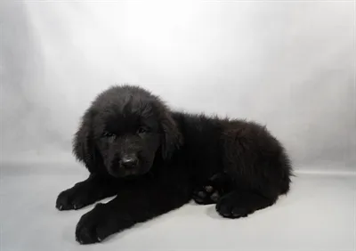 Male Newfoundland puppy for sale at San Jose Blvd.