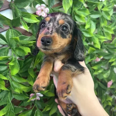 Female Mini Dachshund Puppy for Sale in Jacksonville, FL